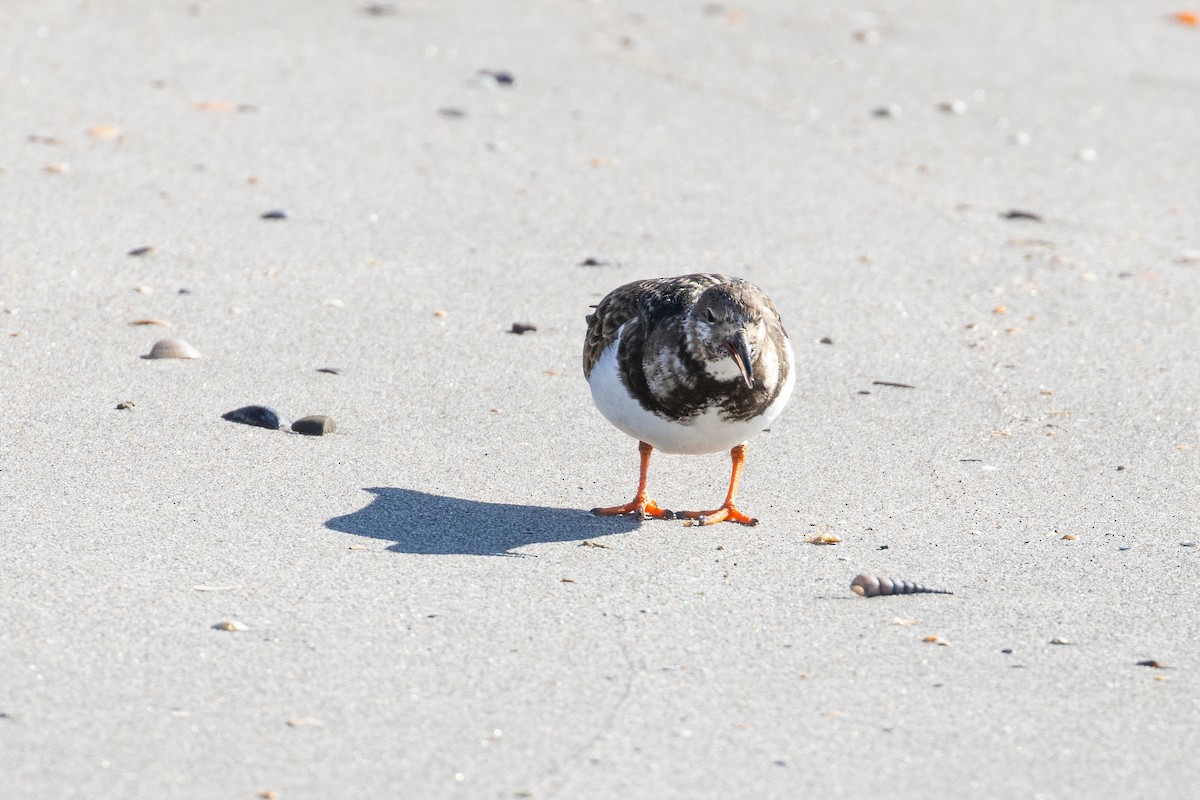 Ruddy Turnstone - ML615905930