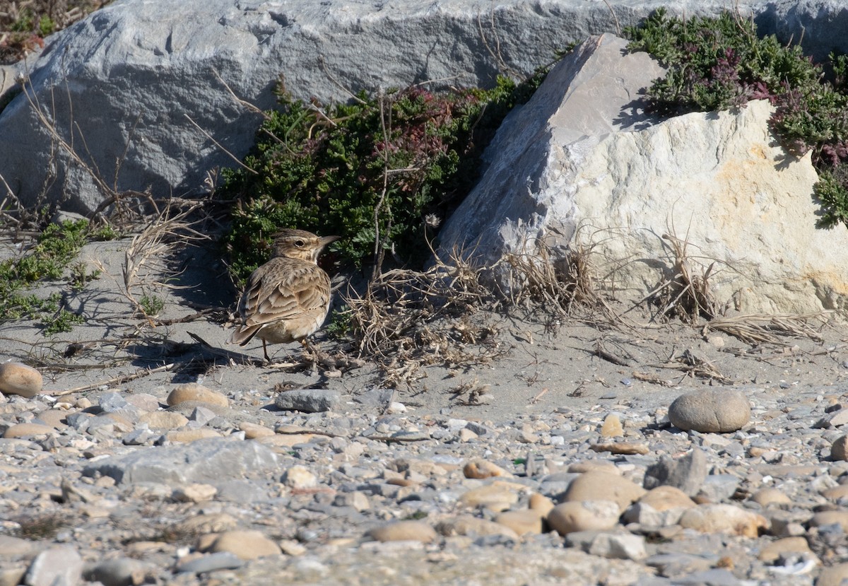 Crested Lark - ML615905937