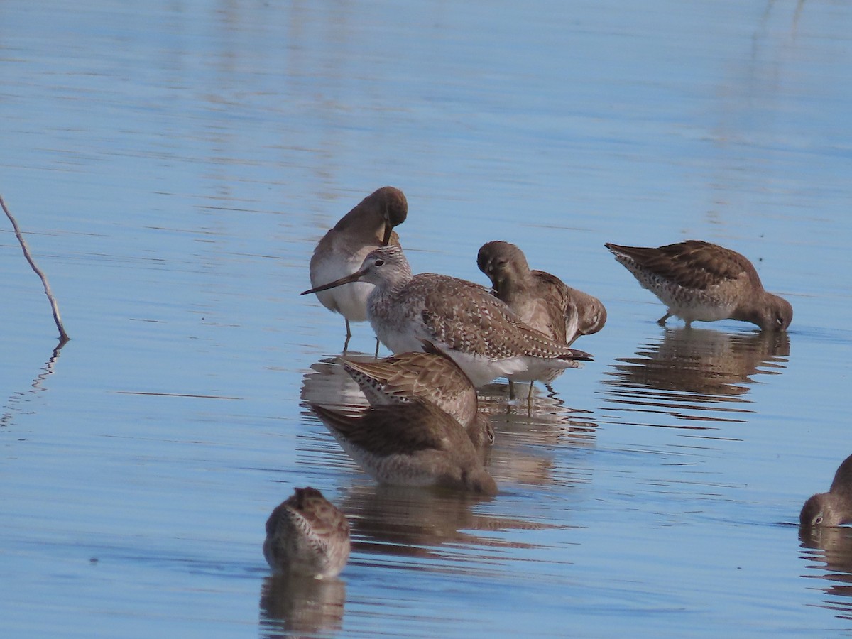 Greater Yellowlegs - ML615905969