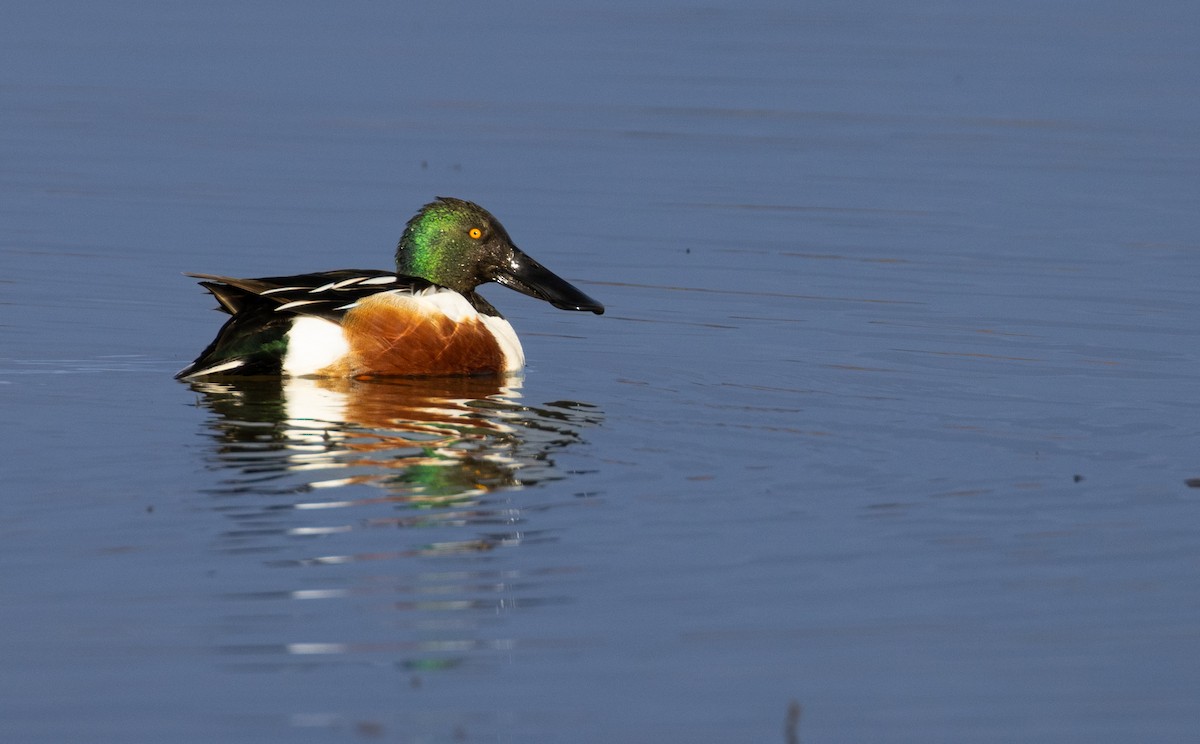 Northern Shoveler - ML615906060