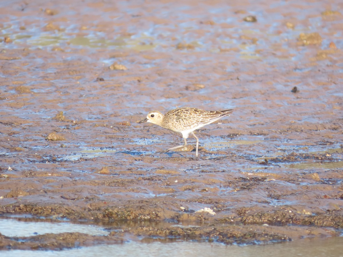 Pacific Golden-Plover - ML615906078