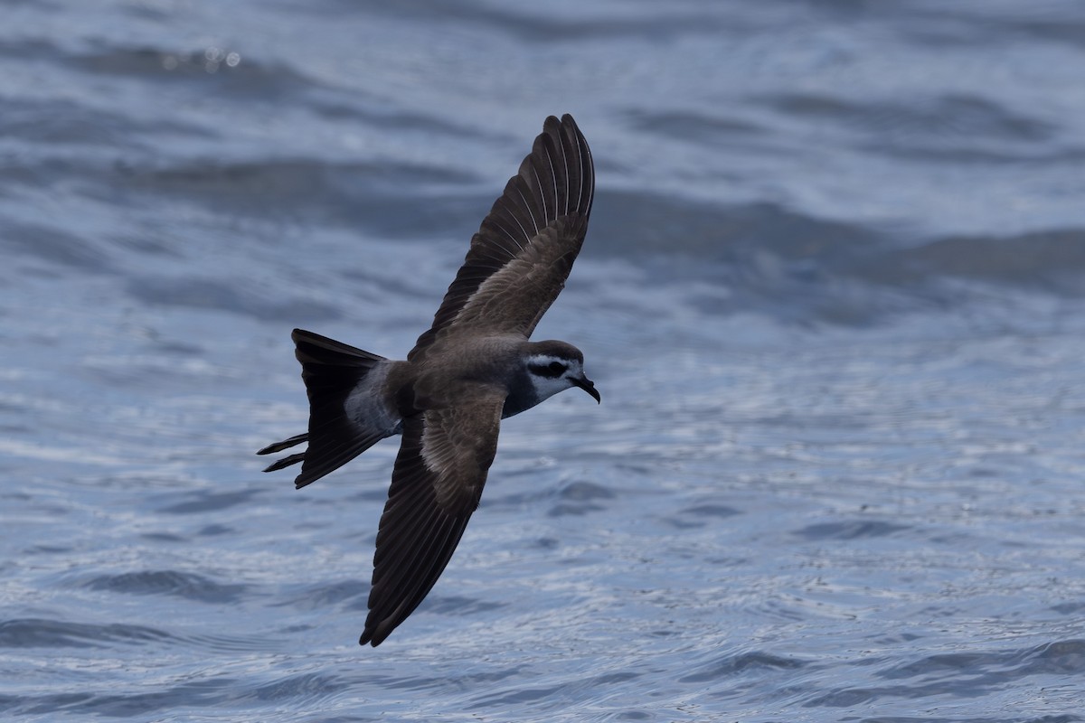 White-faced Storm-Petrel - ML615906082
