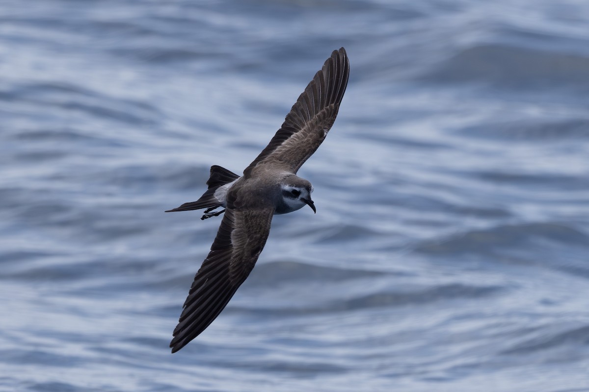 White-faced Storm-Petrel - ML615906090