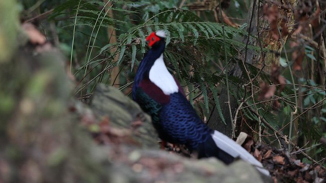 Swinhoe's Pheasant - ML615906105