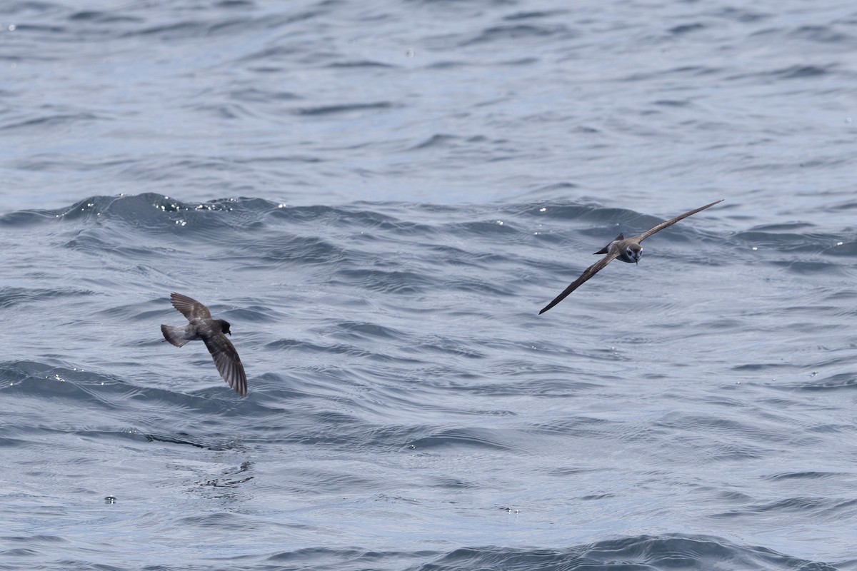 Gray-backed Storm-Petrel - ML615906107