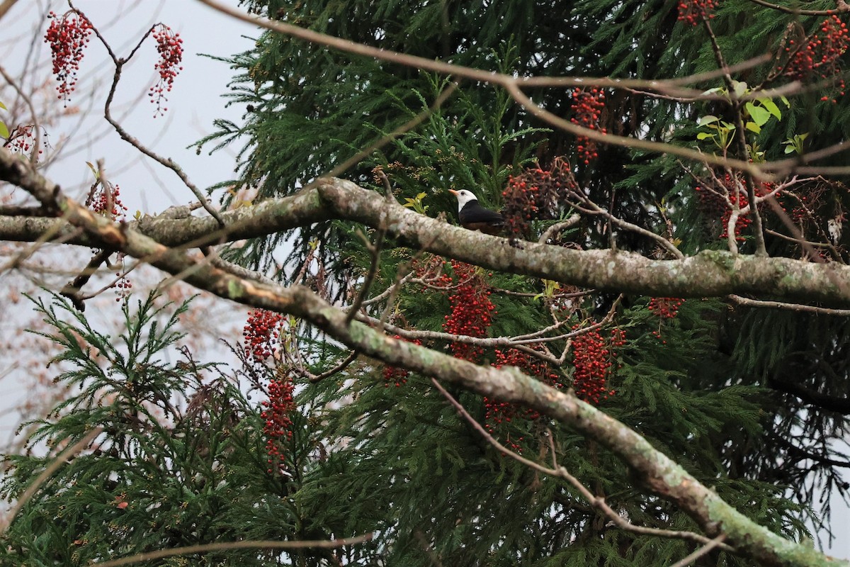 Taiwan Thrush - Jian-Long(建龍) WU(吳)