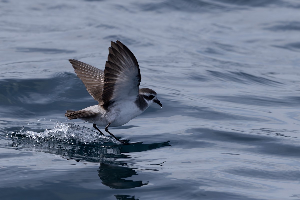 White-faced Storm-Petrel - ML615906129