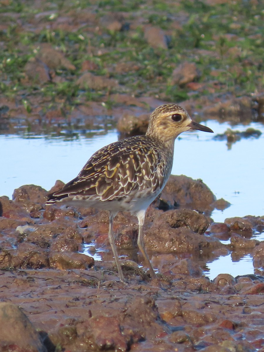 Pacific Golden-Plover - ML615906172