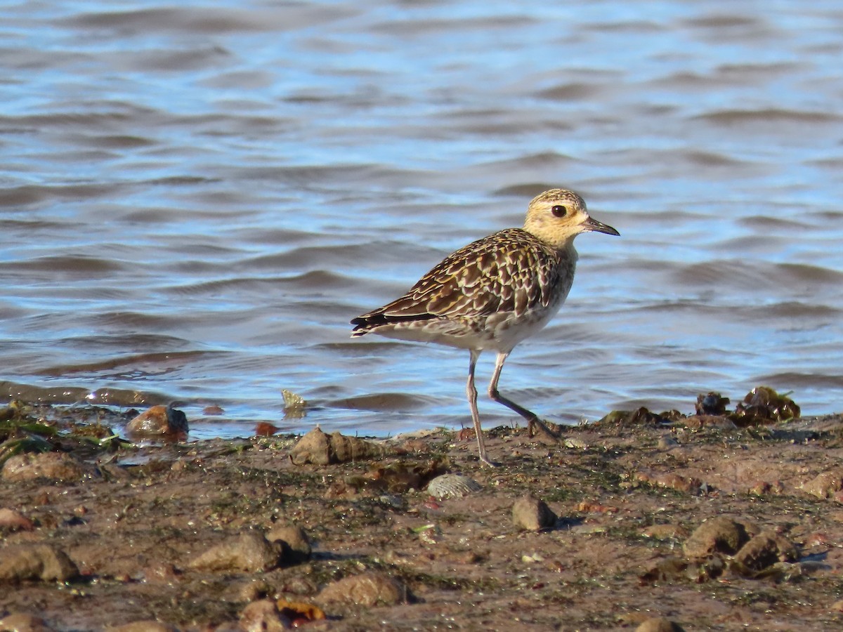 Pacific Golden-Plover - ML615906206