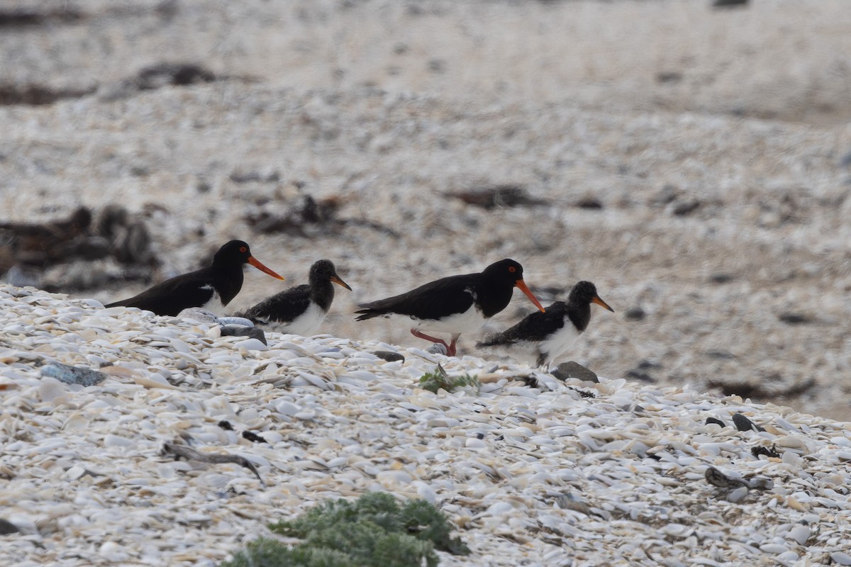 Chatham Oystercatcher - ML615906288