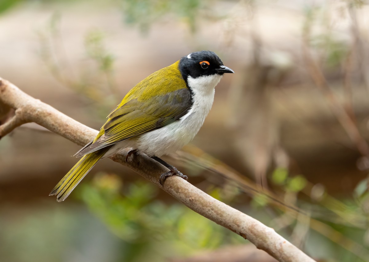 White-naped Honeyeater - David Ongley