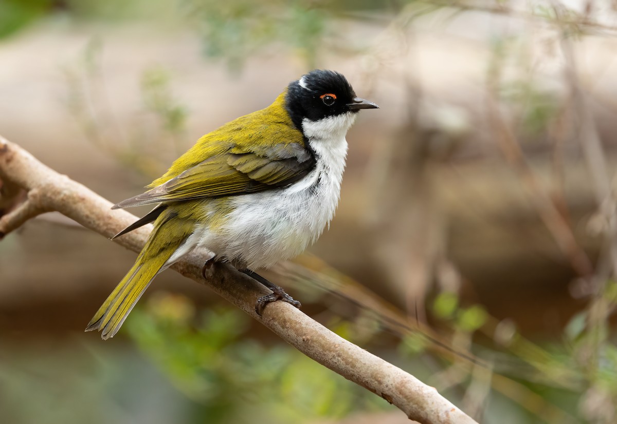 White-naped Honeyeater - ML615906295