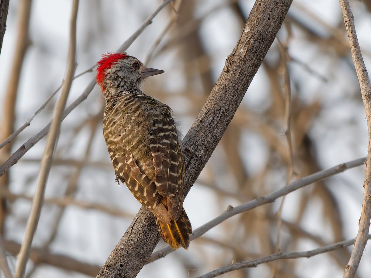 Cardinal Woodpecker - Michael Zieger