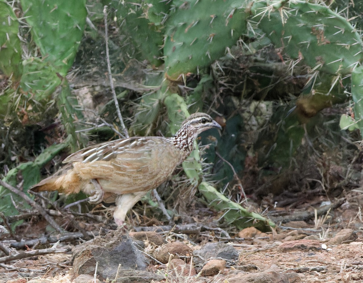 Crested Francolin - ML615906326