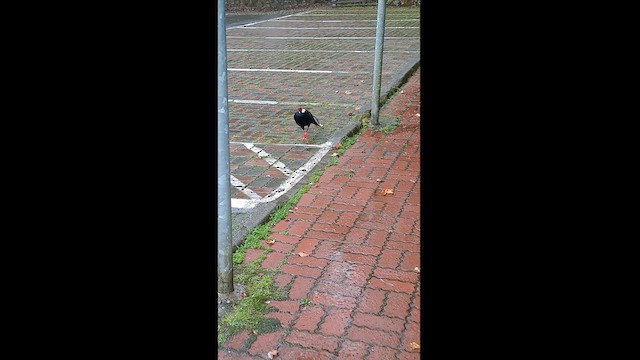 Swinhoe's Pheasant - ML615906389