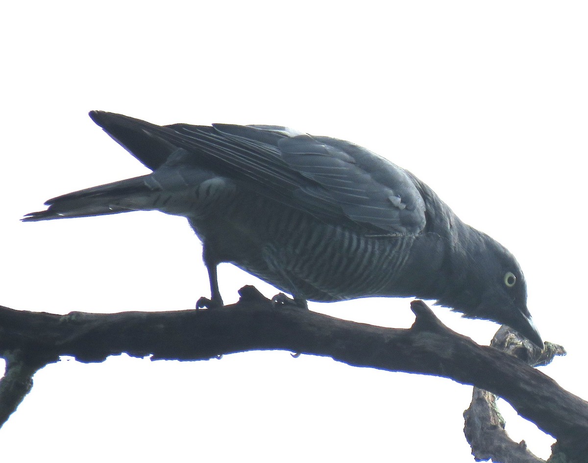 Barred Cuckooshrike - ML615906456