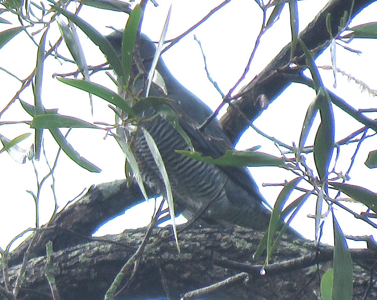 Barred Cuckooshrike - ML615906459