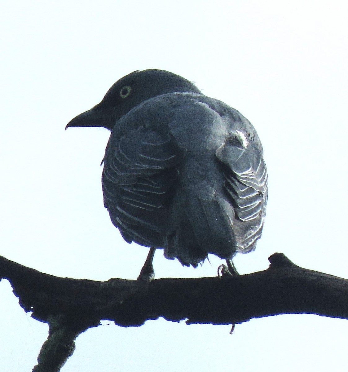 Barred Cuckooshrike - ML615906464