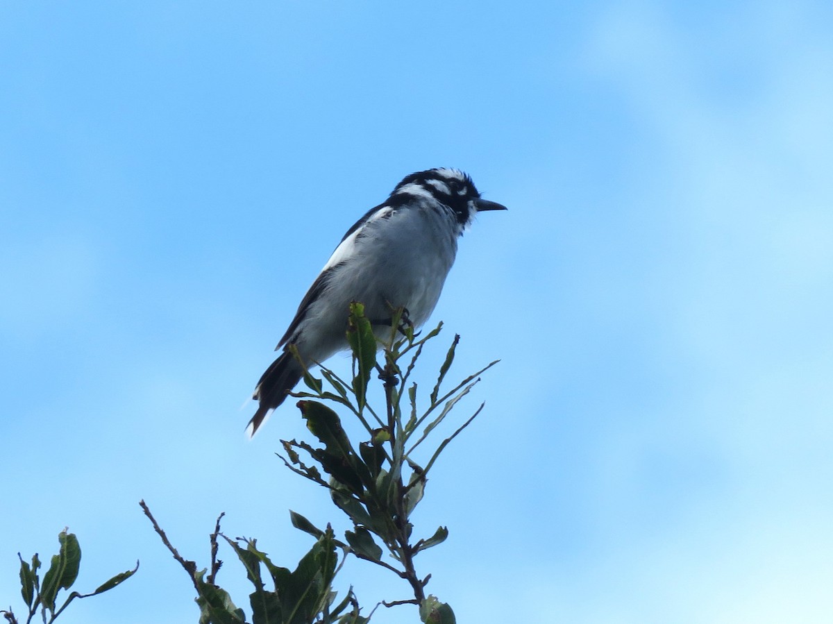 White-eared Monarch - ML615906471