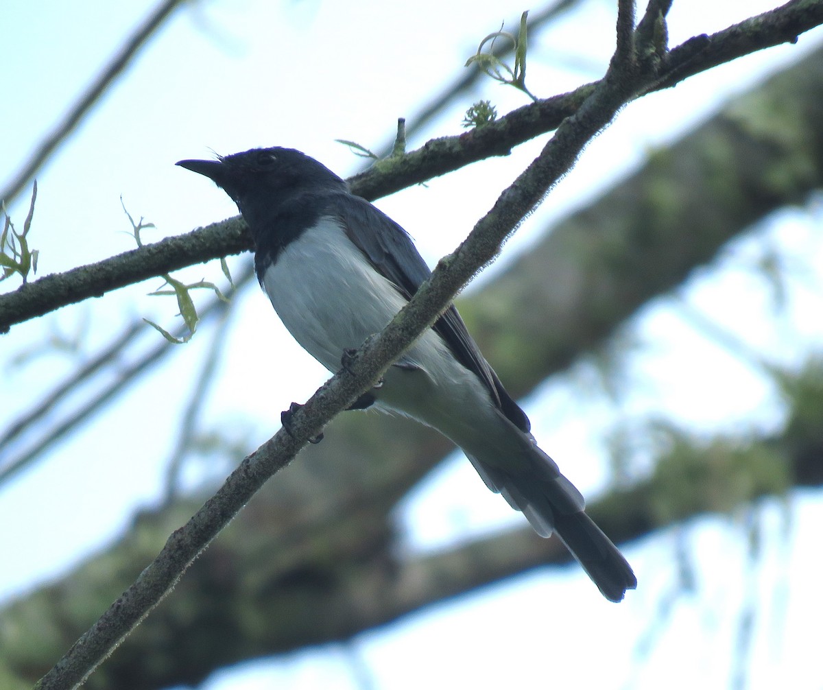 Leaden Flycatcher - Catherine Hirsch