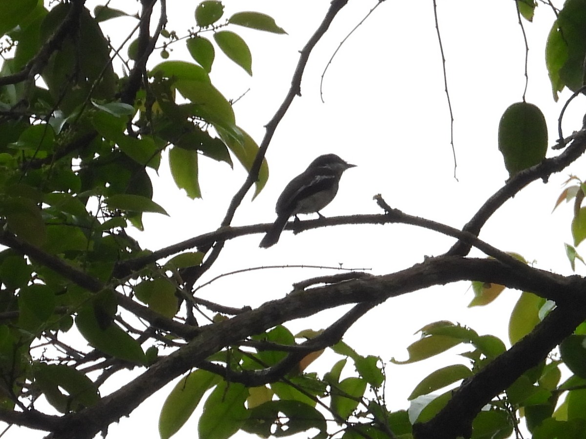 Bar-winged Flycatcher-shrike - ML615906489