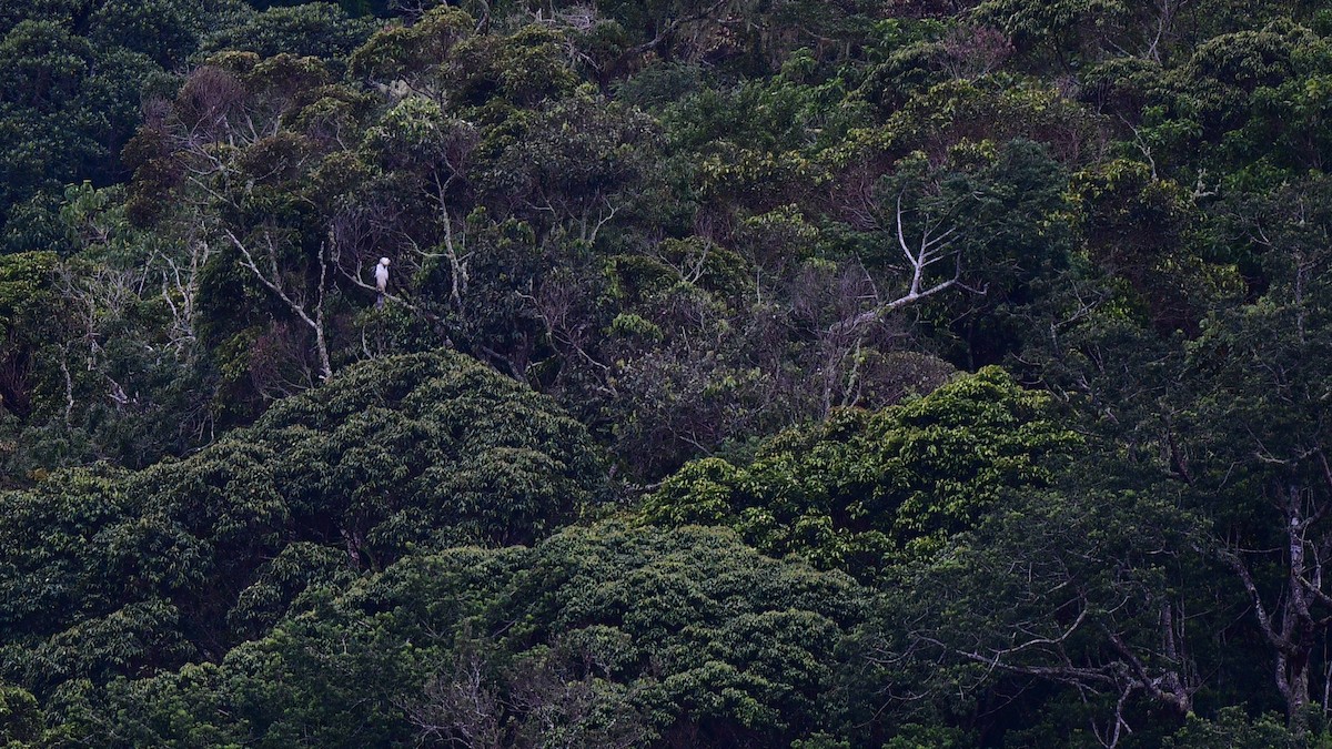 Philippine Eagle - ML615906502