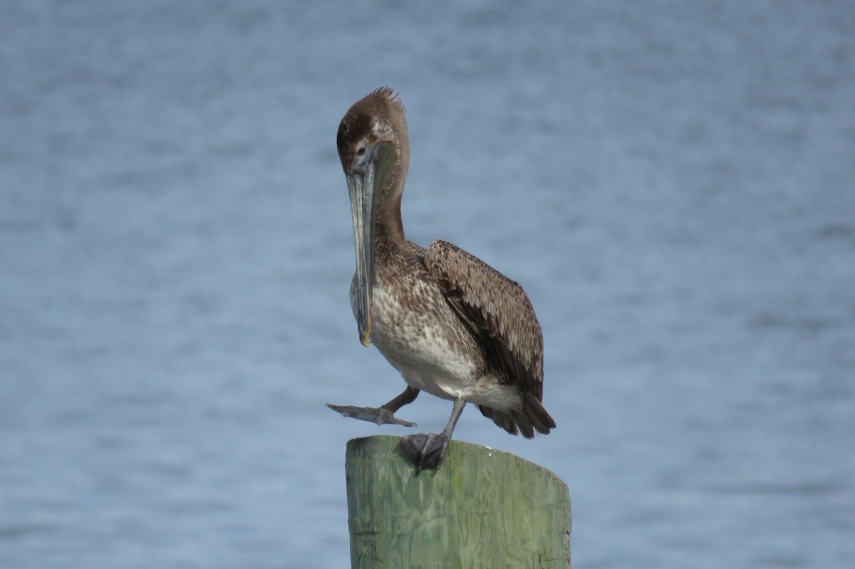 Brown Pelican - Josh Fecteau