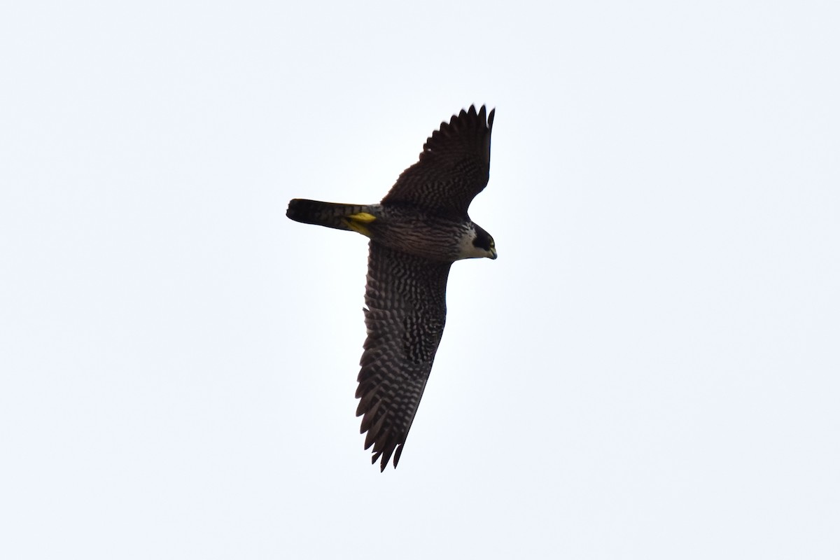 Peregrine Falcon (Indo-Pacific) - ML615906523