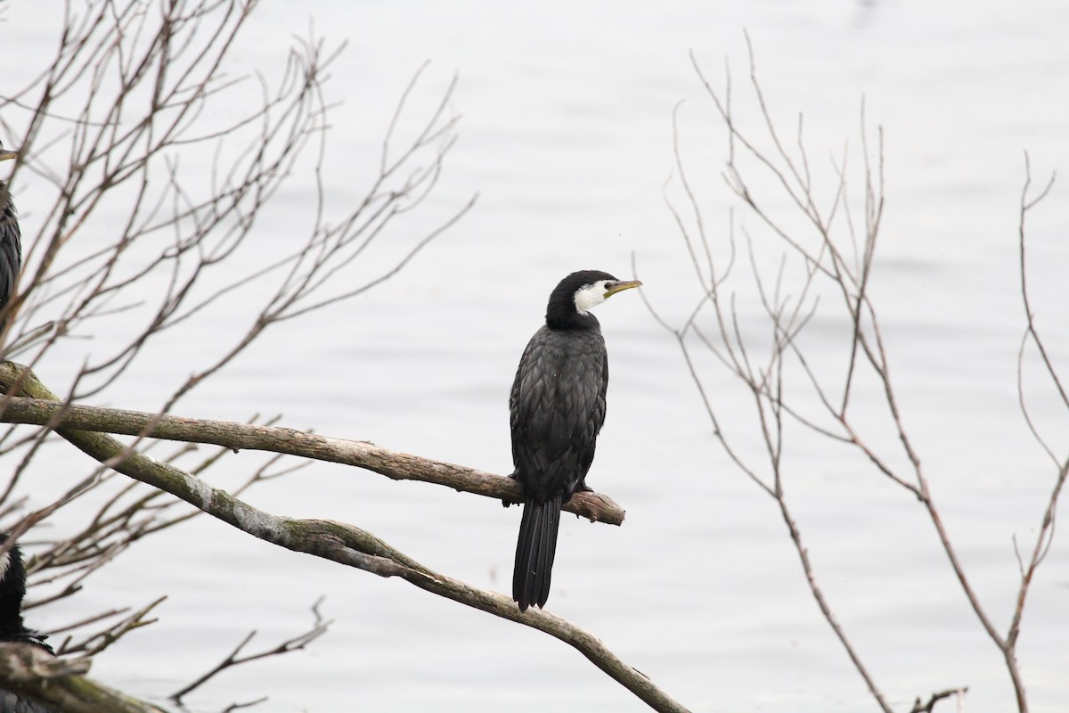 Little Pied Cormorant - Roy Fabry