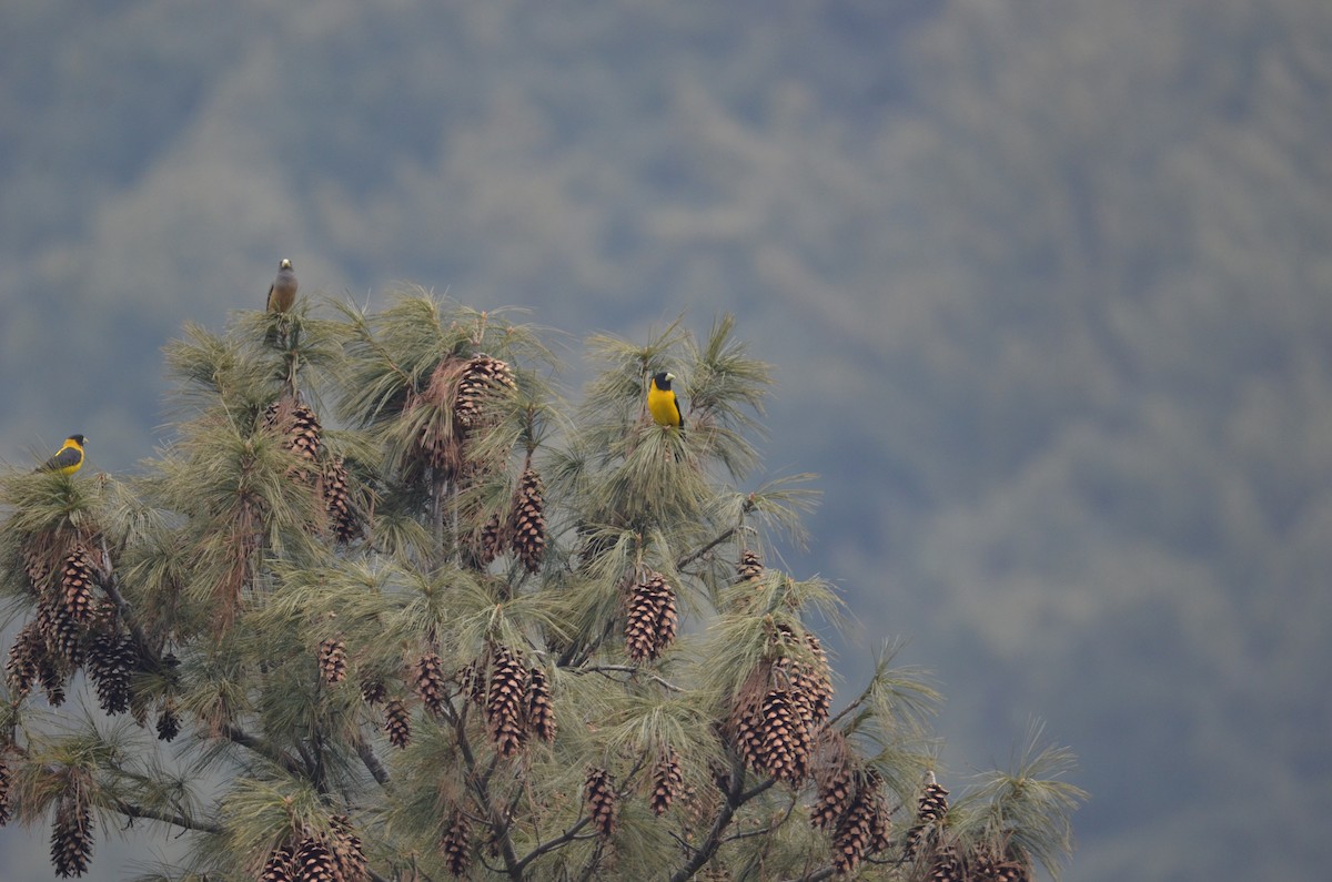 Black-and-yellow Grosbeak - ML615906567