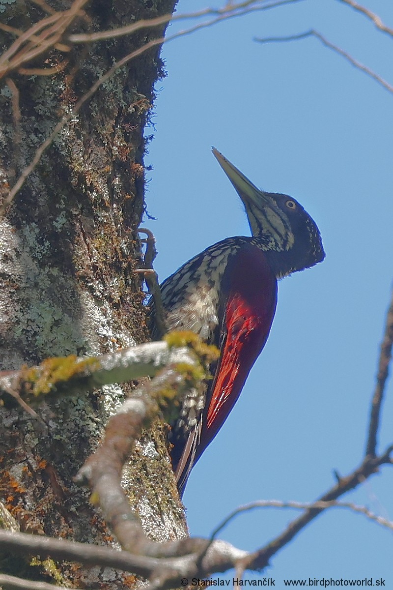 Crimson-backed Flameback - ML615906596