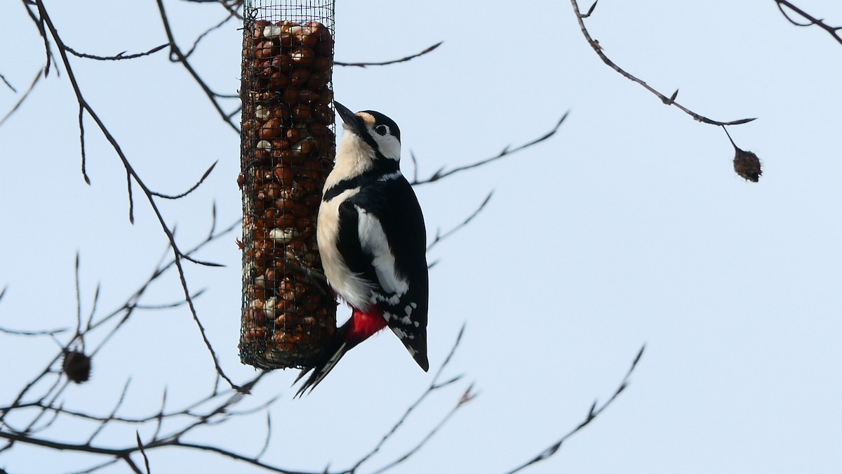 Great Spotted Woodpecker - ML615906597