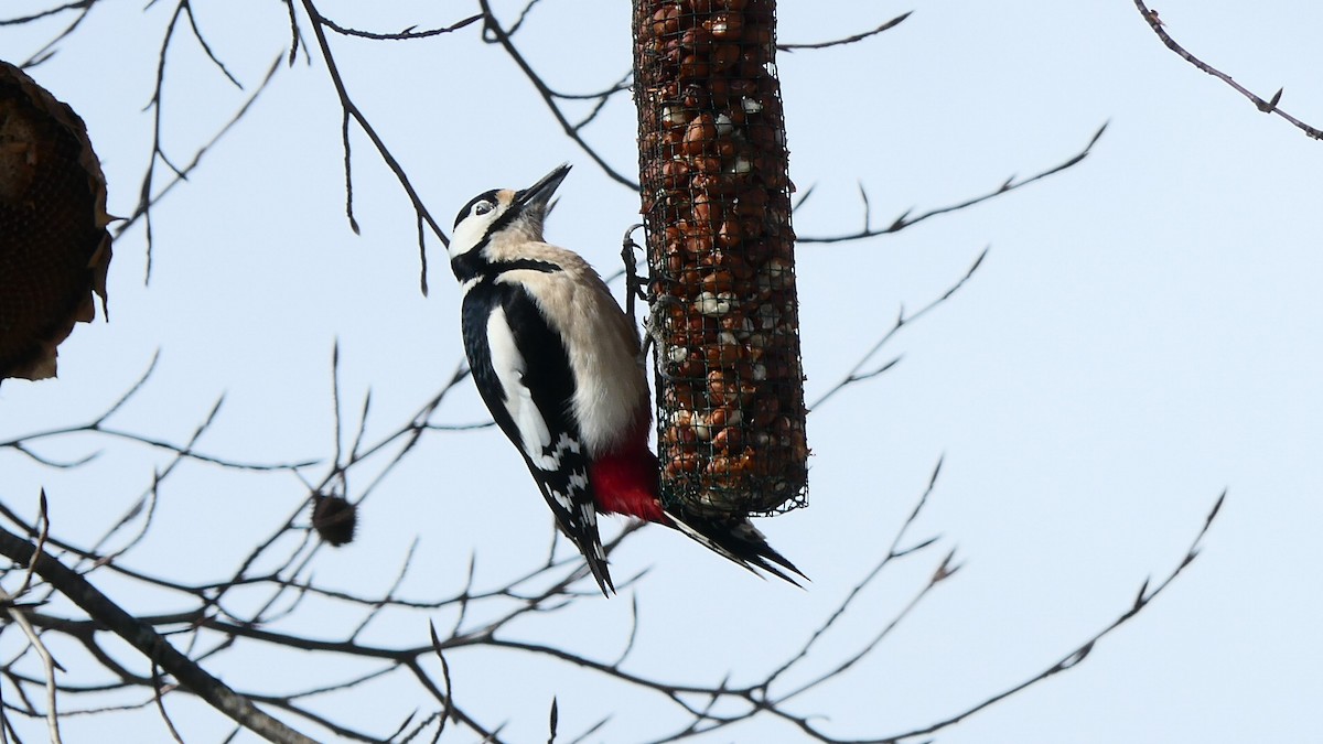 Great Spotted Woodpecker - ML615906598