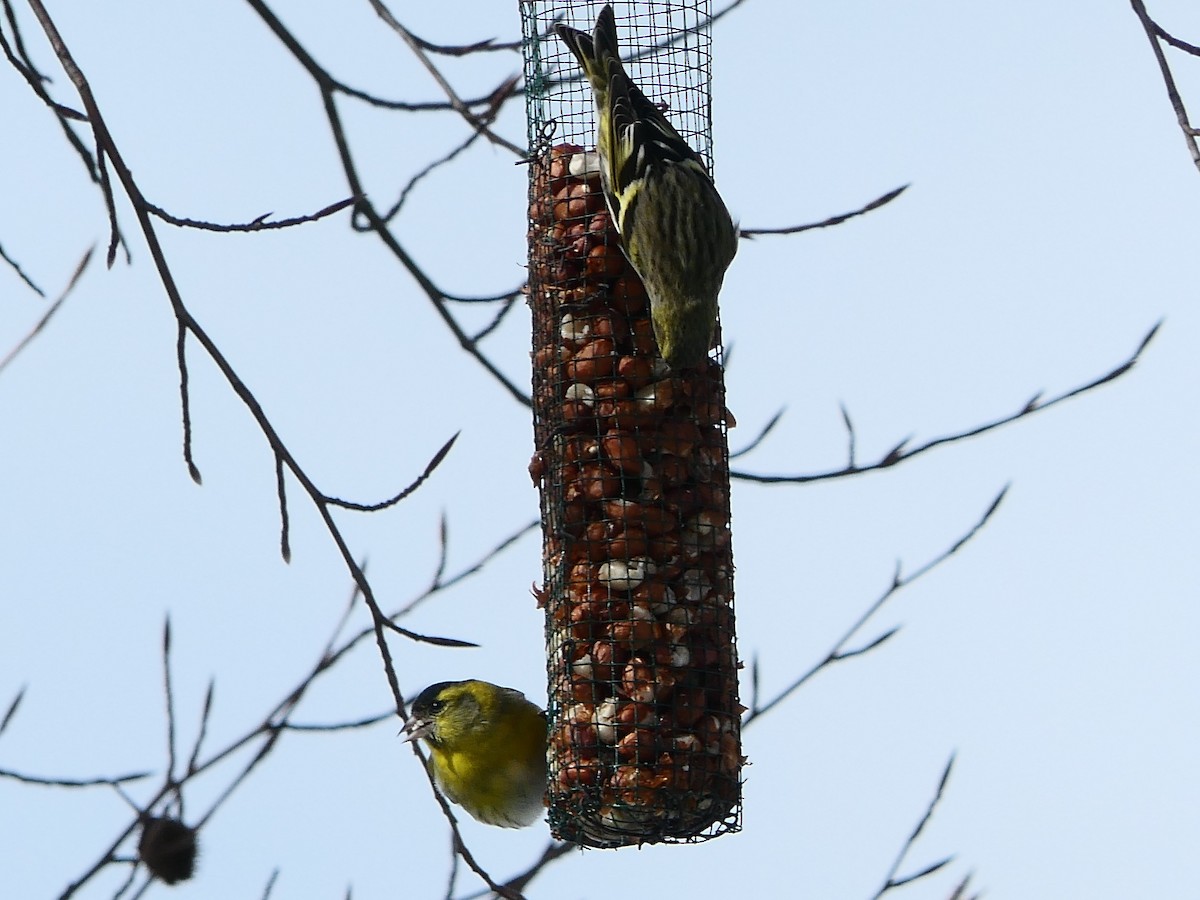 Eurasian Siskin - ML615906617