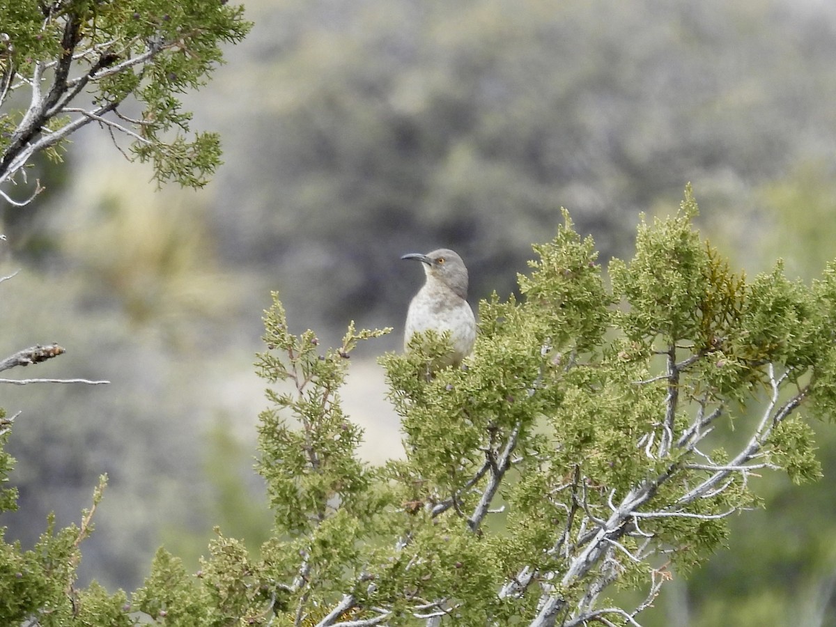 Curve-billed Thrasher - ML615906782