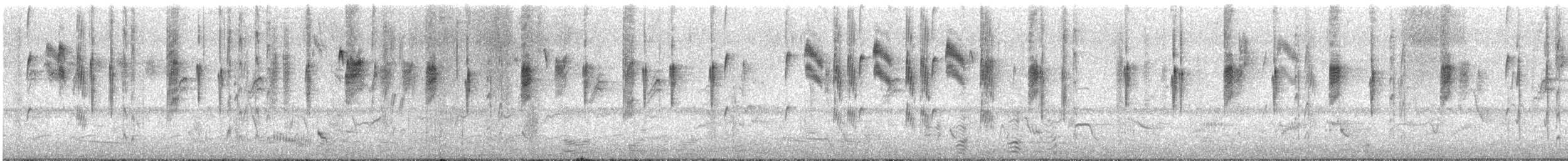 Roststirn-Dornschnabel - ML615906826