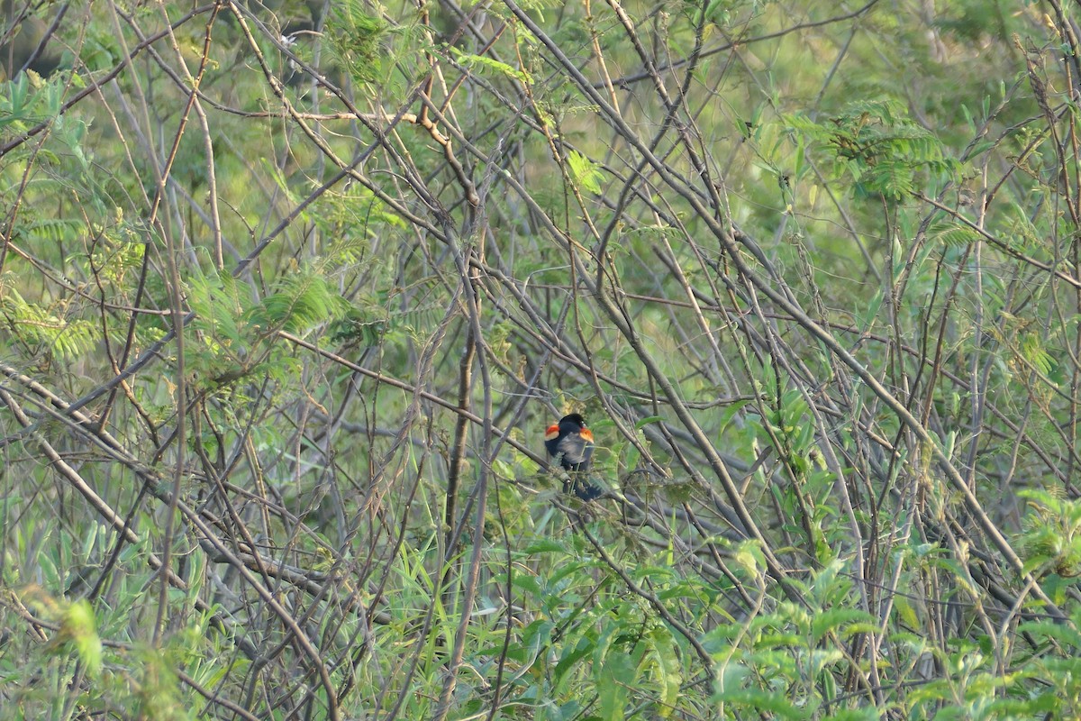 Red-winged Blackbird - ML615906865