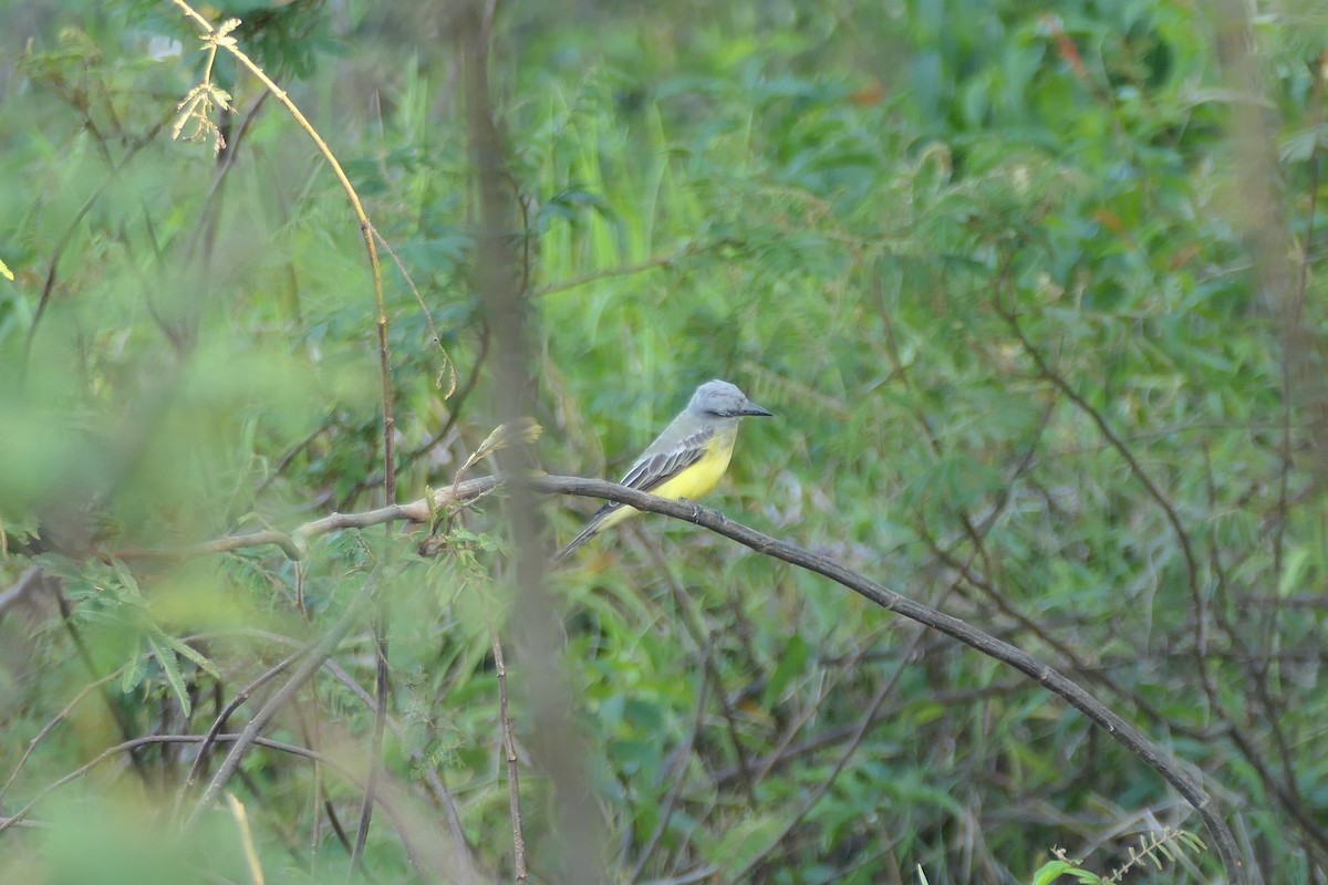 Tropical Kingbird - ML615906871