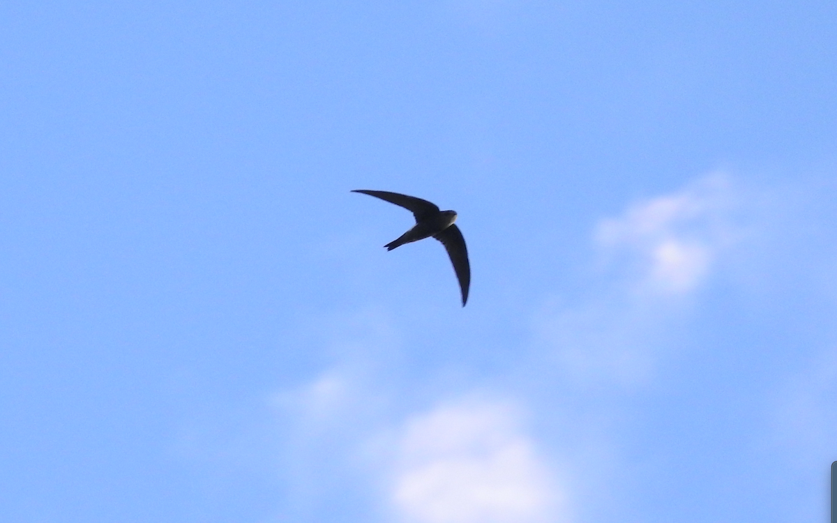 Pacific Swift - ML615906888