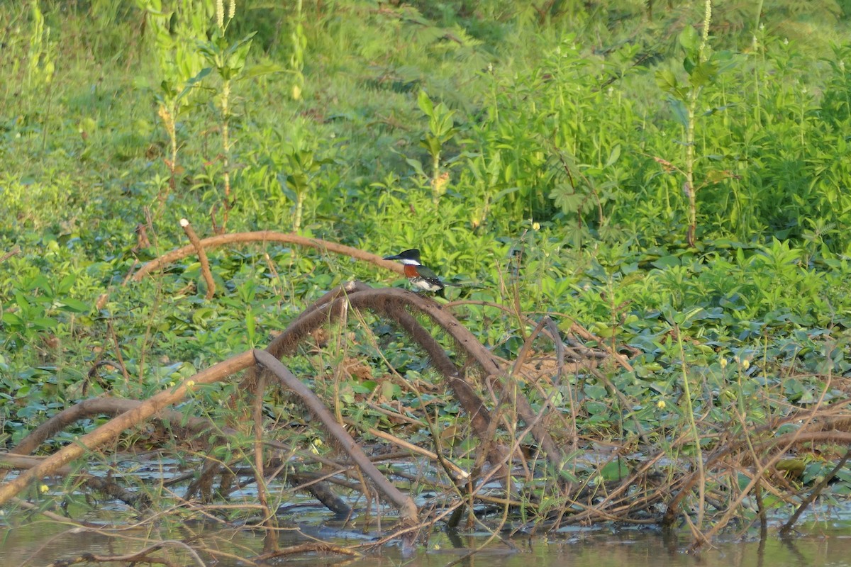 Green Kingfisher - ML615906892