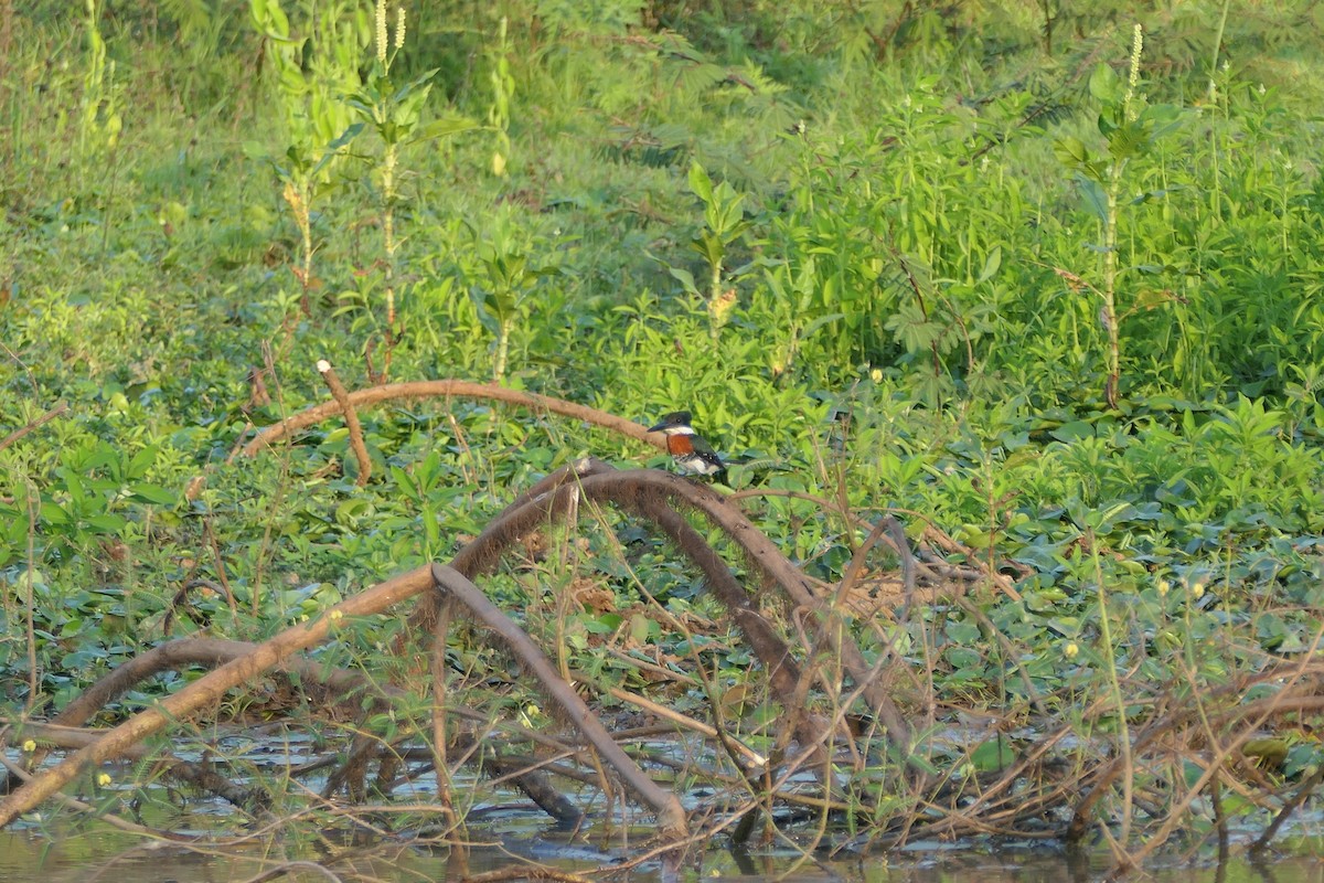 Green Kingfisher - ML615906893