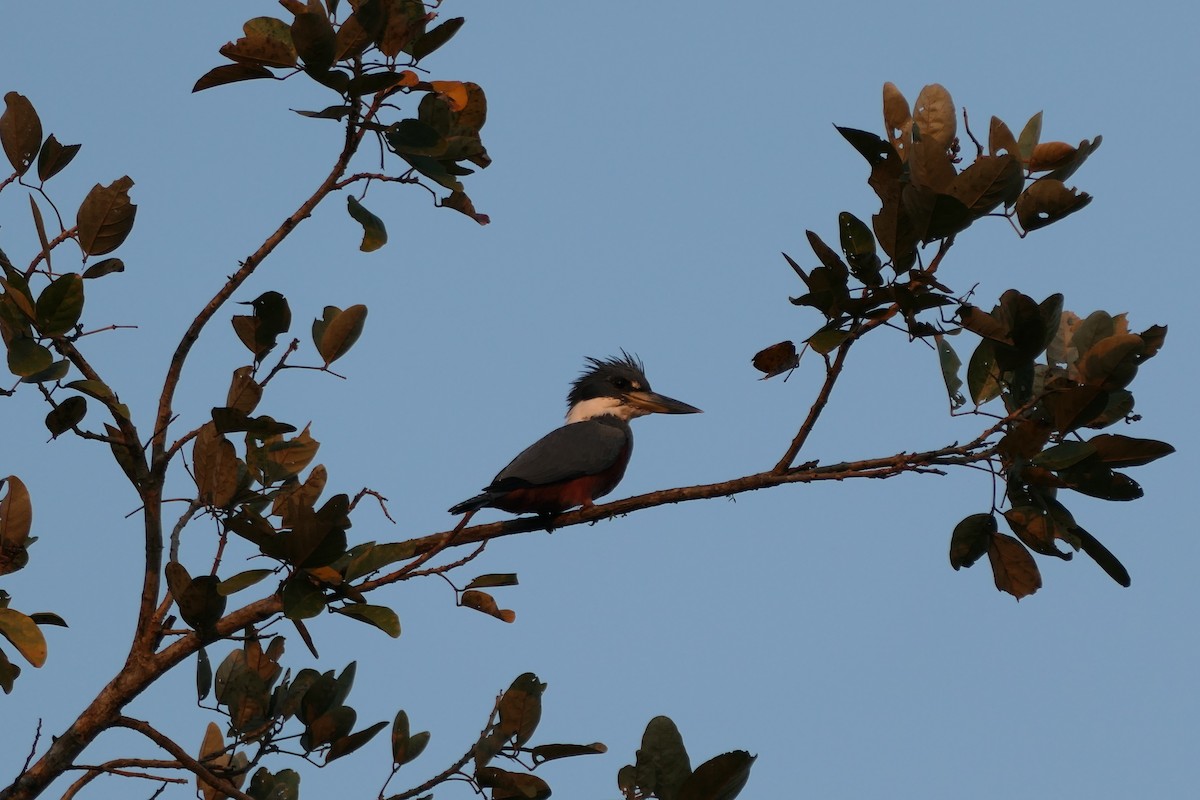 Belted Kingfisher - ML615906894