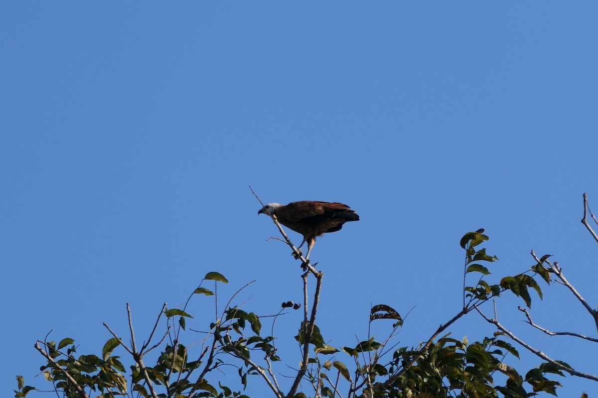 Black-collared Hawk - ML615906901