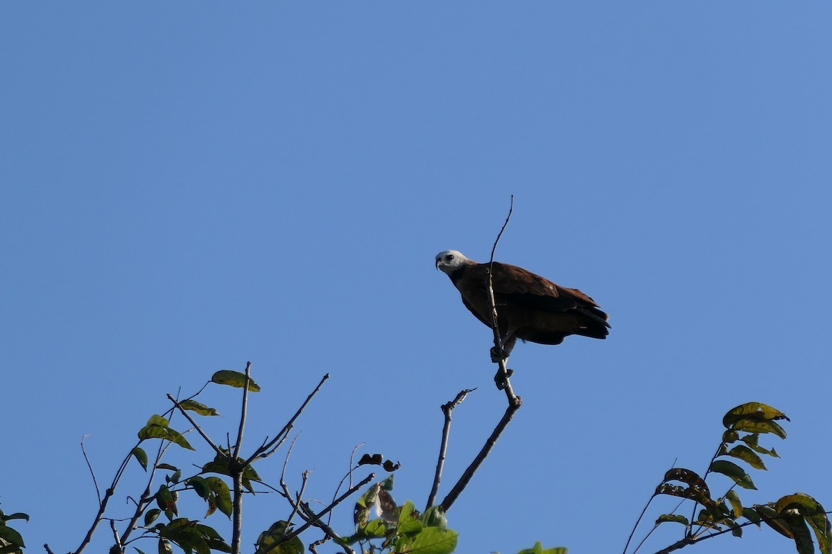 Black-collared Hawk - ML615906902