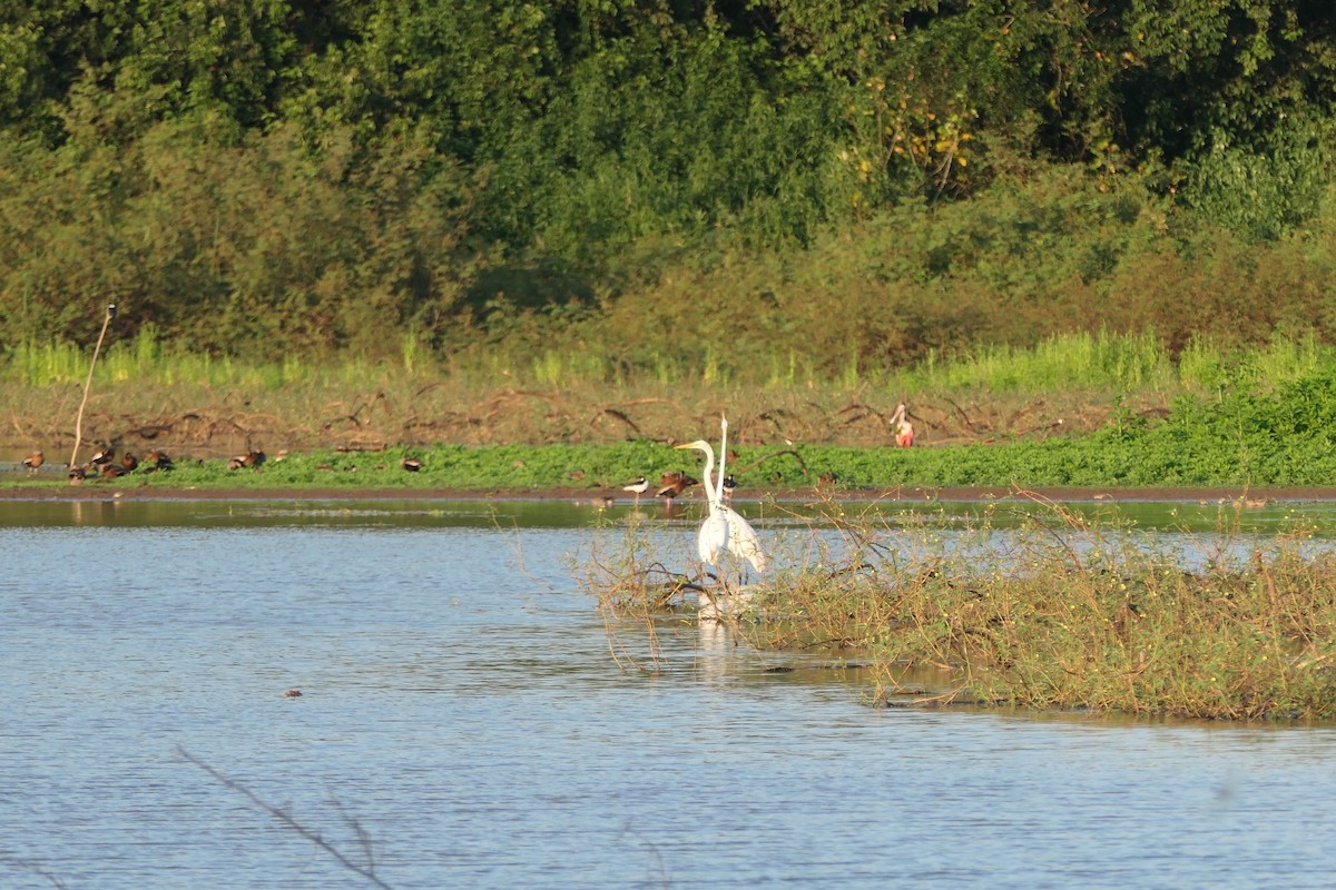 Great Egret - Kenrith Carter