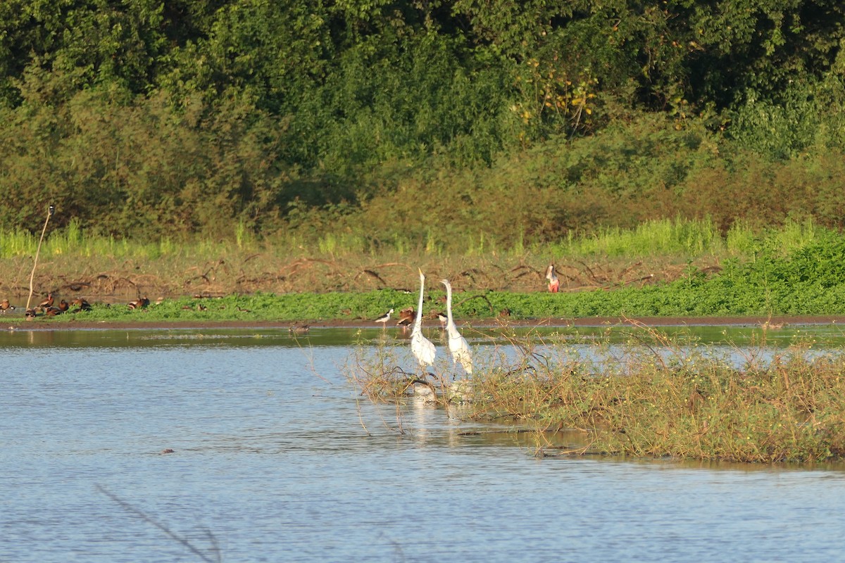 Great Egret - ML615906912