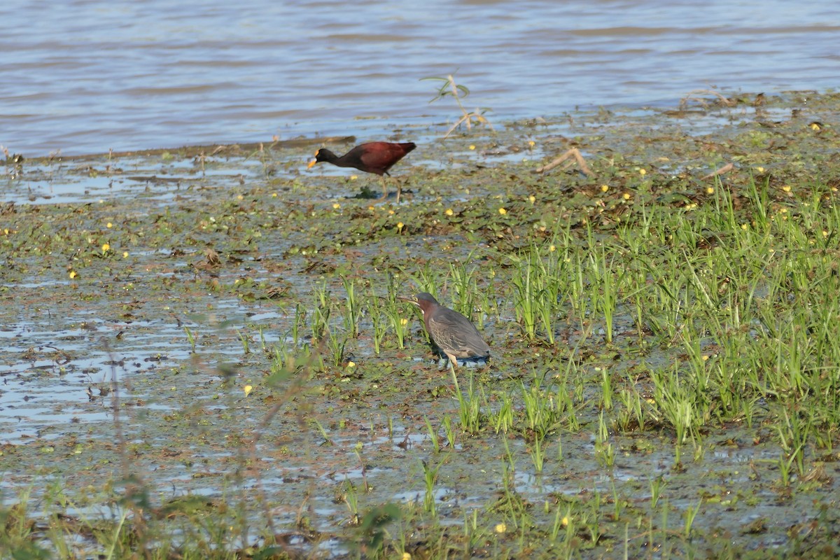 Green Heron - ML615906914