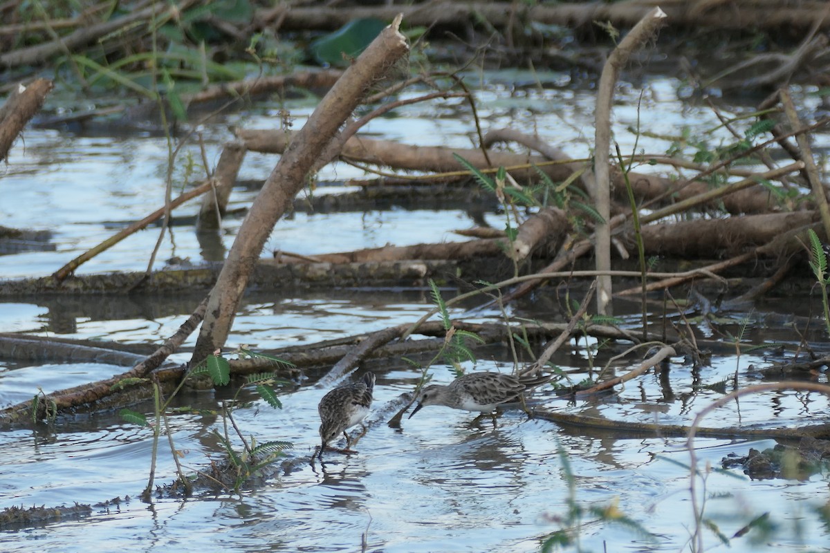 Least Sandpiper - ML615906921