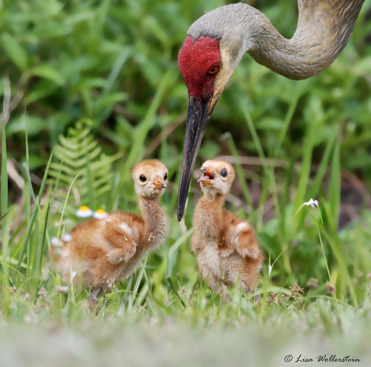 Sandhill Crane - ML615906922