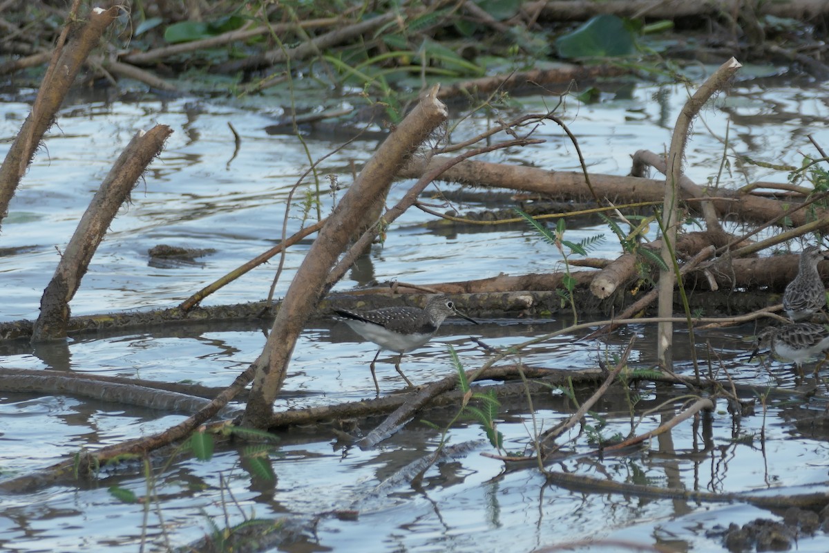 Solitary Sandpiper - ML615906925